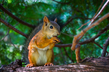 Белка на дереве