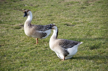 Afrikanische Höckergänse