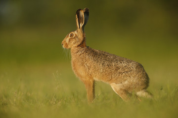 Obraz na płótnie Canvas European Brown Hare - Lepus euroaeus