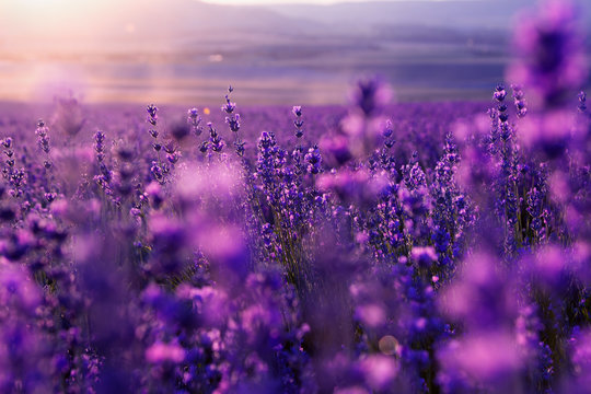 Fototapeta blurred summer background of wild grass and lavender flowers