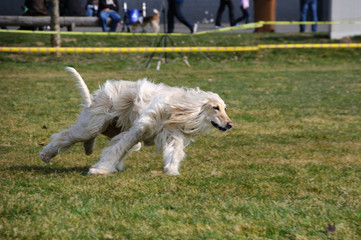 Naklejka na ściany i meble Hunderennen