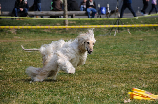 Hunderennen