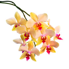 Blooming  branch of orange striped orchid, phalaenopsis is isola