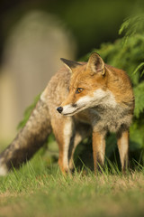 Fototapeta premium Red Fox - Vulpes vulpes