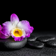 Fototapeta na wymiar spa concept of purple orchid dendrobium with drops on black zen