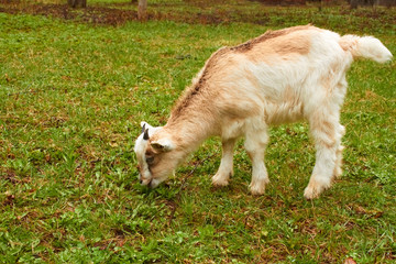 Goatling on the pasture