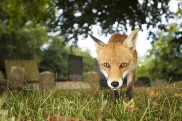 Red Fox - Vulpes ulpes