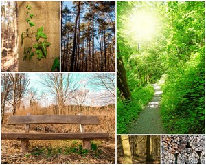 Wald-Collage