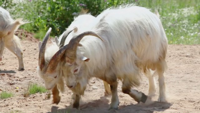 Two goats fight among other near grass field