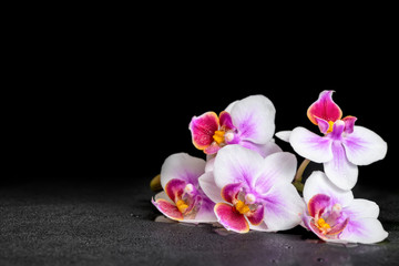 beautiful purple orchid phalaenopsis on black background with dr