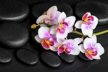 Fototapeta na wymiar beautiful spa still life of purple orchid phalaenopsis on black