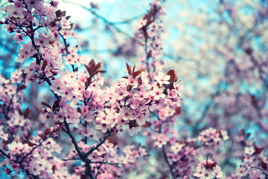 cherry blossom spring