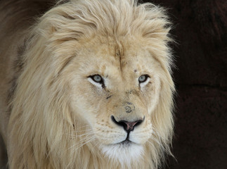 Obraz na płótnie Canvas White Lion Look (Panterha leo krugeri)