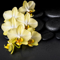 beautiful spa still life of yellow orchid phalaenopsis on black