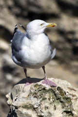 Étretat, Normandia, Gabbiano