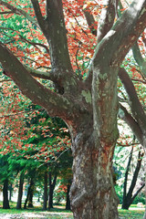 Obraz premium Autumn park scene
