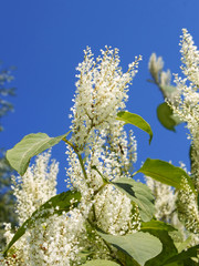 Plant with small white flowers