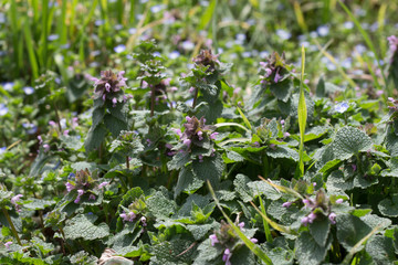 Lamium amplexicaule