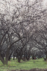 Japanese apricot trees