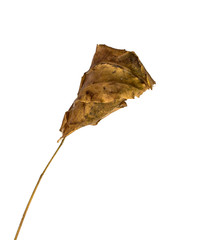 the brown ants nest from leaf isolated on white