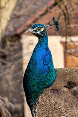Obraz premium portrait of a male Indian Peafowl, Pavo cristatus,
