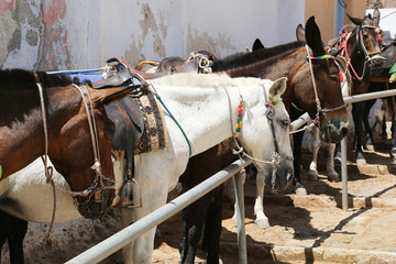 Santorini Donkey