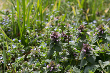 Lamium amplexicaule