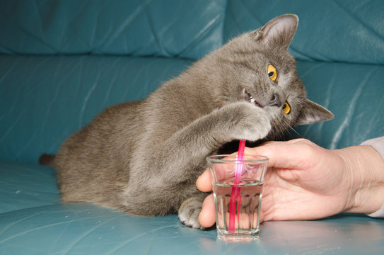 Cartolina estiva: gatto certosino beve un drink con la cannuccia