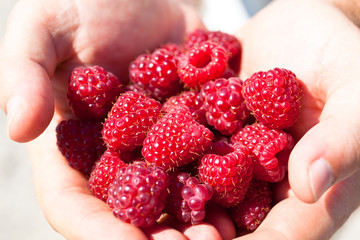 Hands holding red raspberries
