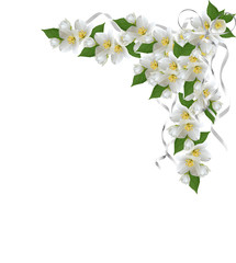 branch of jasmine flowers isolated on white background
