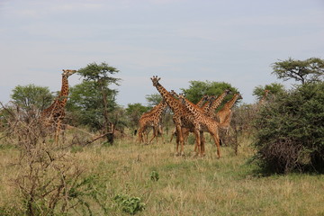 Fototapeta na wymiar giraffes at Serengeti, Tanzania