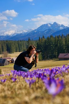 Woman photographer and crocuses in the spring, Poland