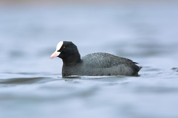 Eurasian Coot