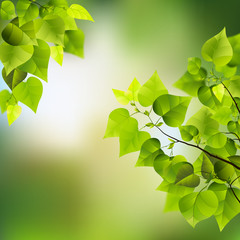 Leaves and branch on color background - 80204092