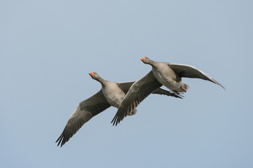 Greylag Geese in Flight.