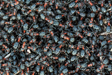 Rred Wood Ants
