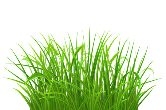Spring green grass on white background, vector illustration