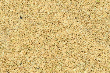 Paddy rice grain