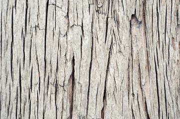 texture of bark wood