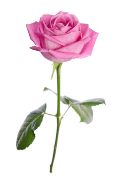 beautiful single pink rose on a white background. vertical posit