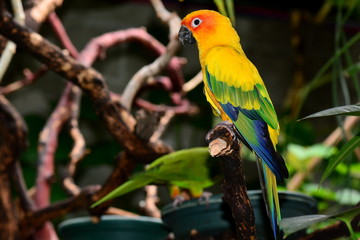 Sun Conure Parrot portrait