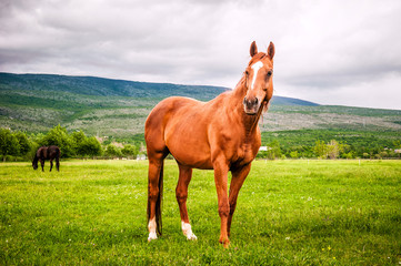 Powerful beautiful horse standing on the field