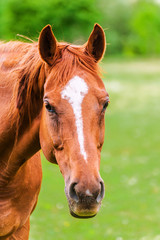 Powerful beautiful horse standing in the field and looking strai