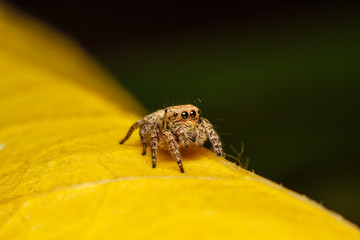  jumper spider on yello leaf