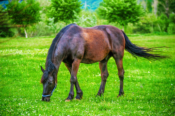 Dark horse grazing in the field