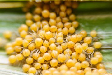 Groups of babies spider