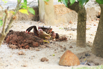 Land crab sitting near its burrow.