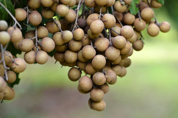 Longan orchards.Tropical fruits longan on the tree