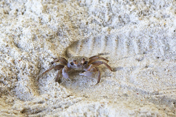 Madagascar Ghost crab on the beach of island Praslin.