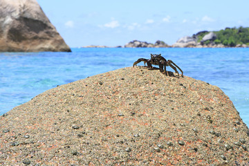 Crab on the granite boulders in shore of Indian Ocean.